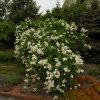 Mme. Lemoine Lilac #2 - Image 2
